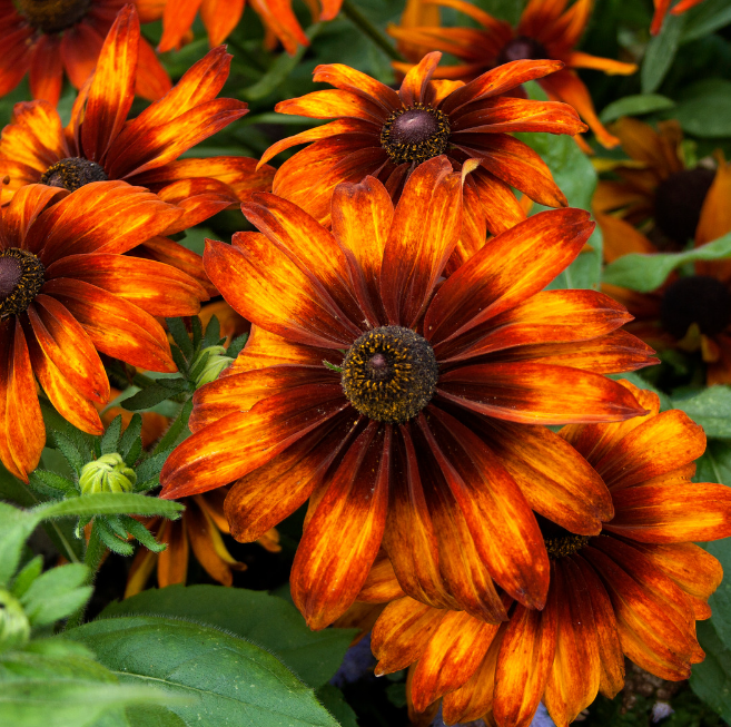 REA! Rudbeckia - Autumn Forest - 4