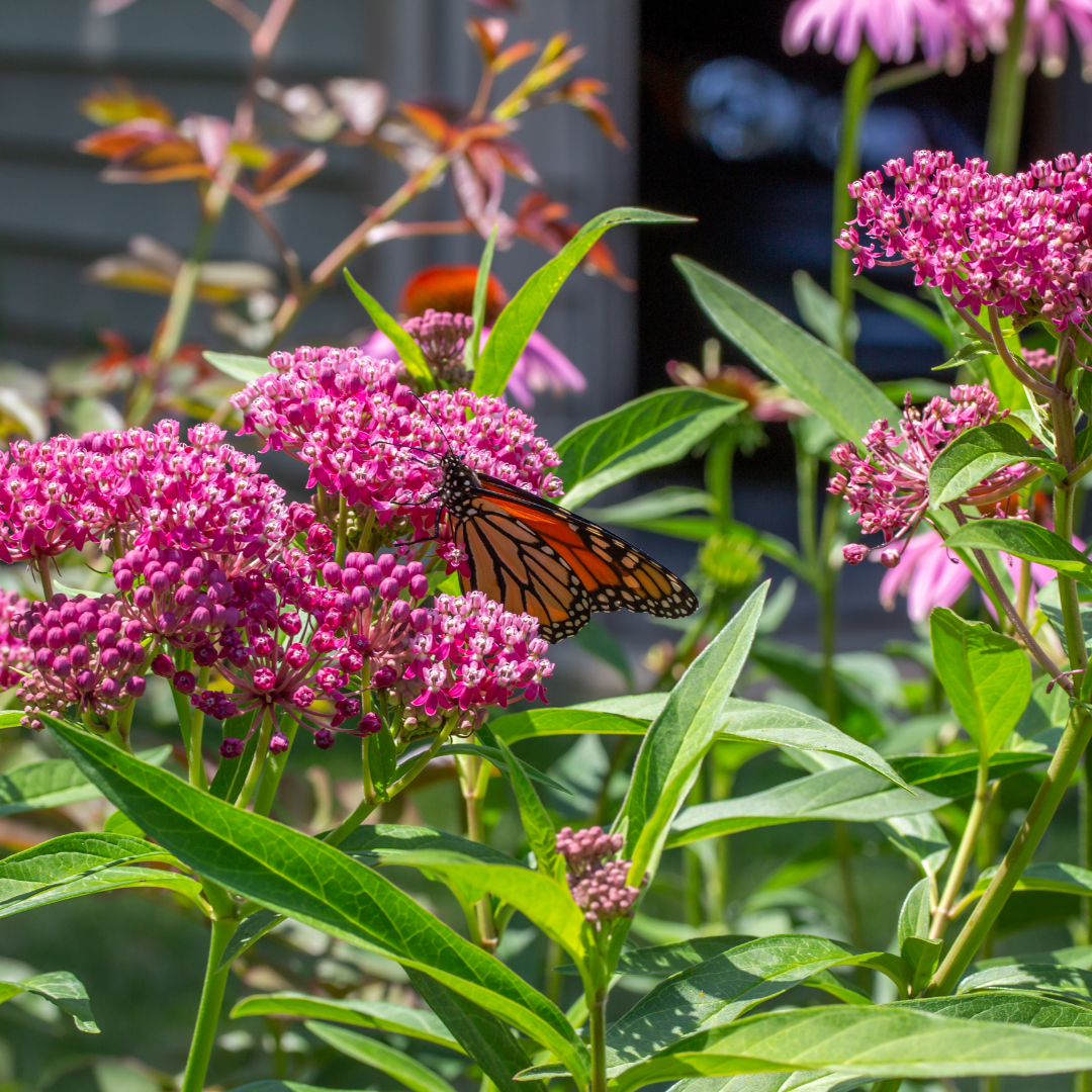 Rosensidört - Carmine Rose