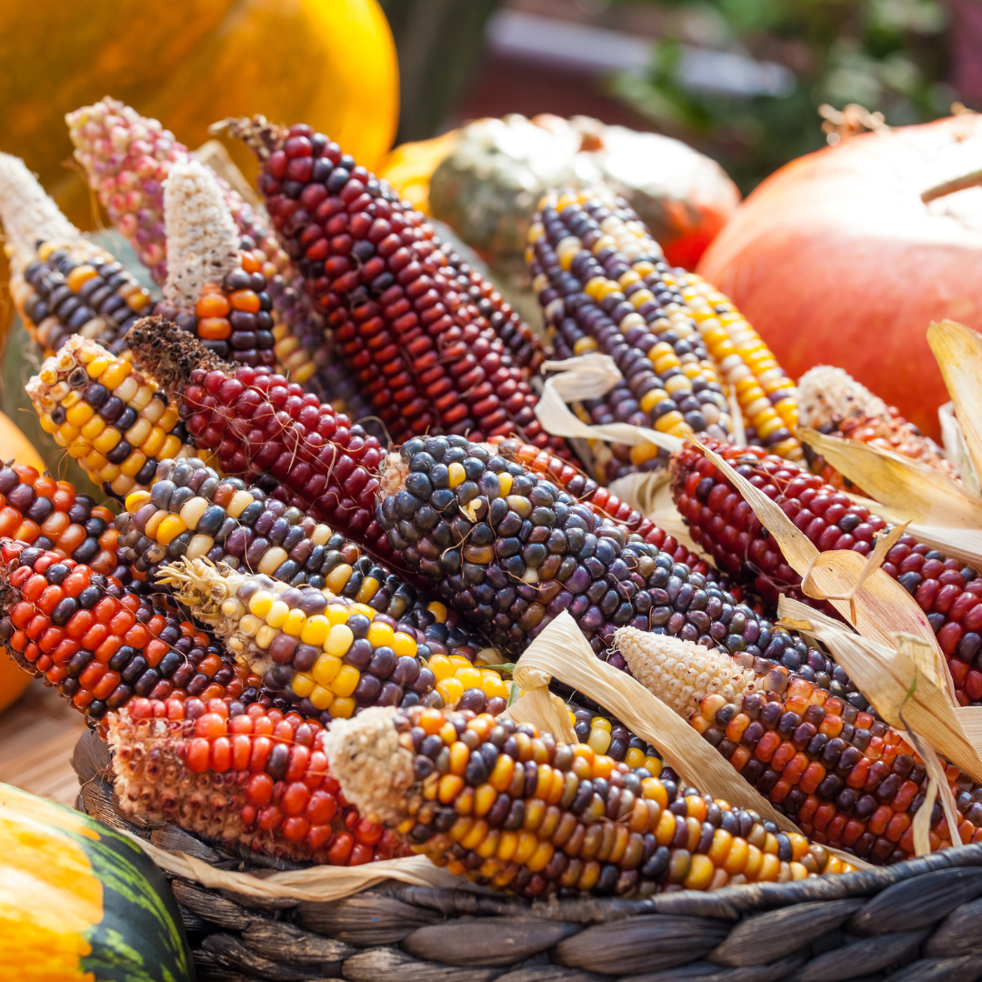 Prydnadsmajs - Multicolor Hybrids Mix