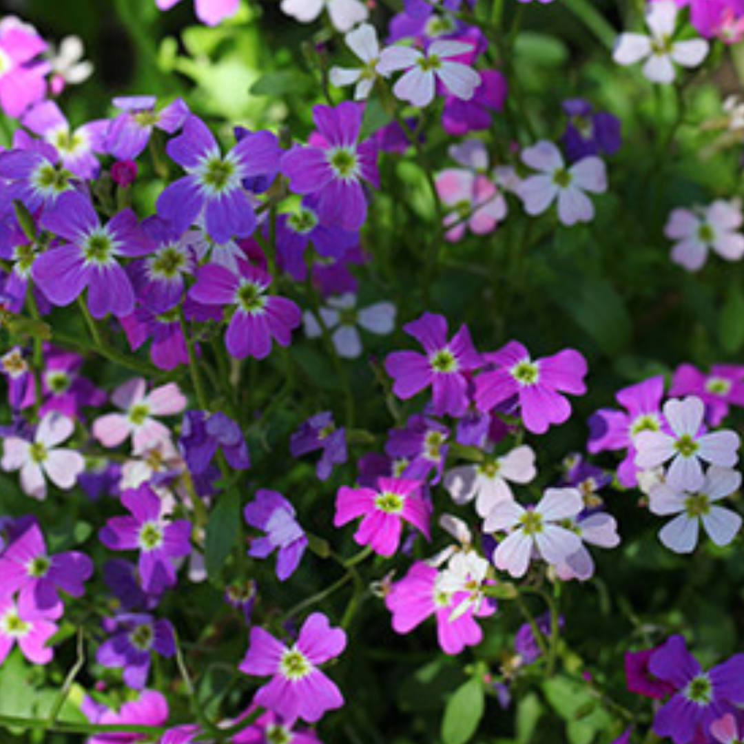 Strandlövkoja - Mix