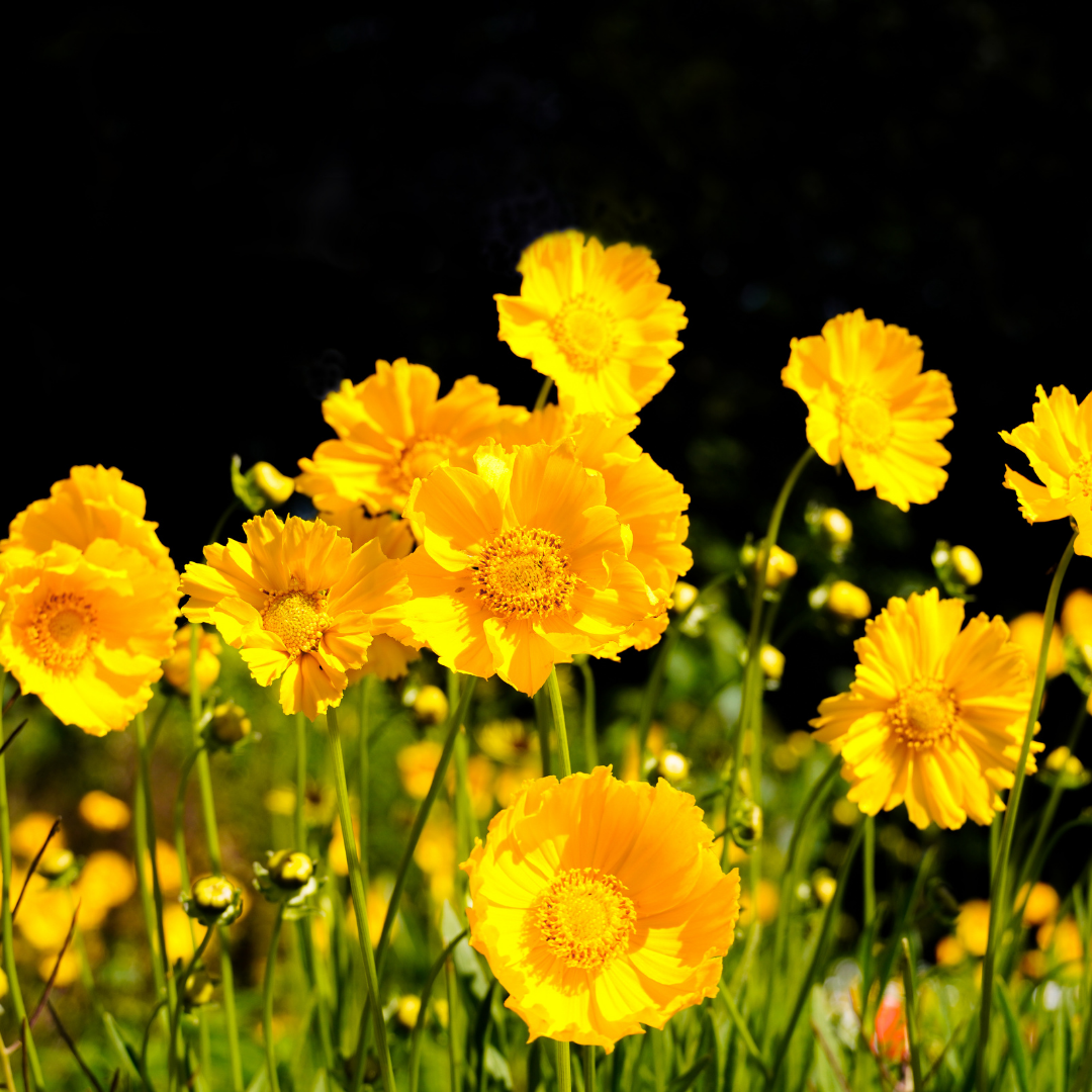 Blomstermix - Yellow Shades - 3
