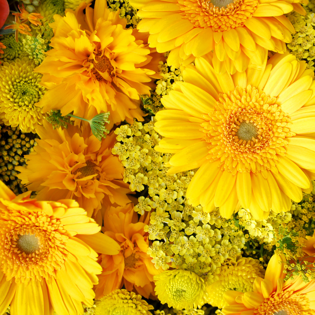 Blomstermix - Yellow Shades