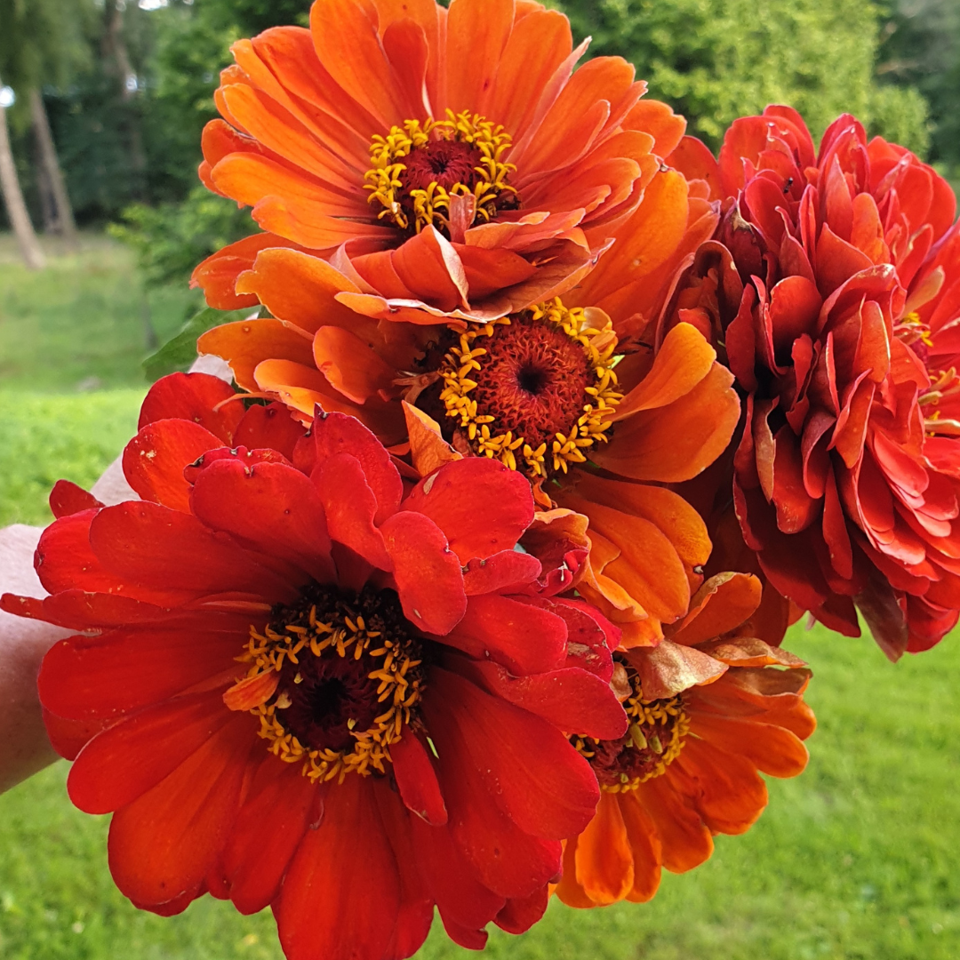 Zinnia - Salmon Queen Rose