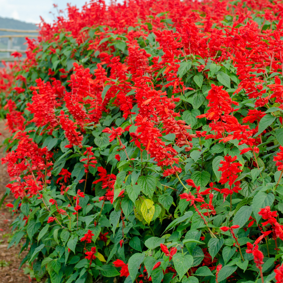 Blomstermix - Red Shades