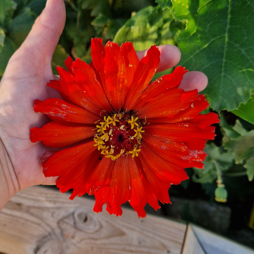 Zinnia - Will Rogers Crimson