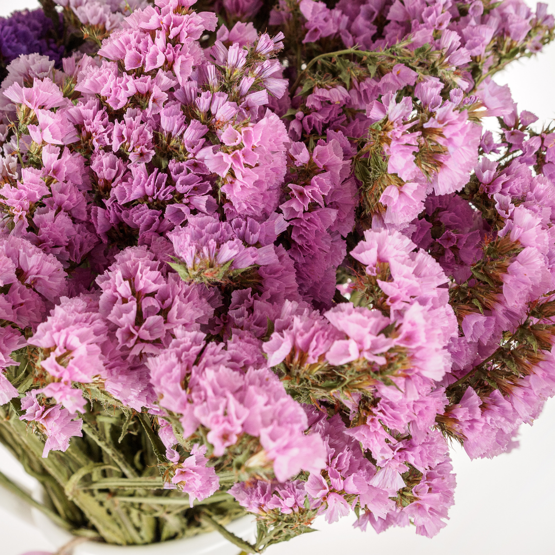 Blårisp - Seeker Rose Shades
