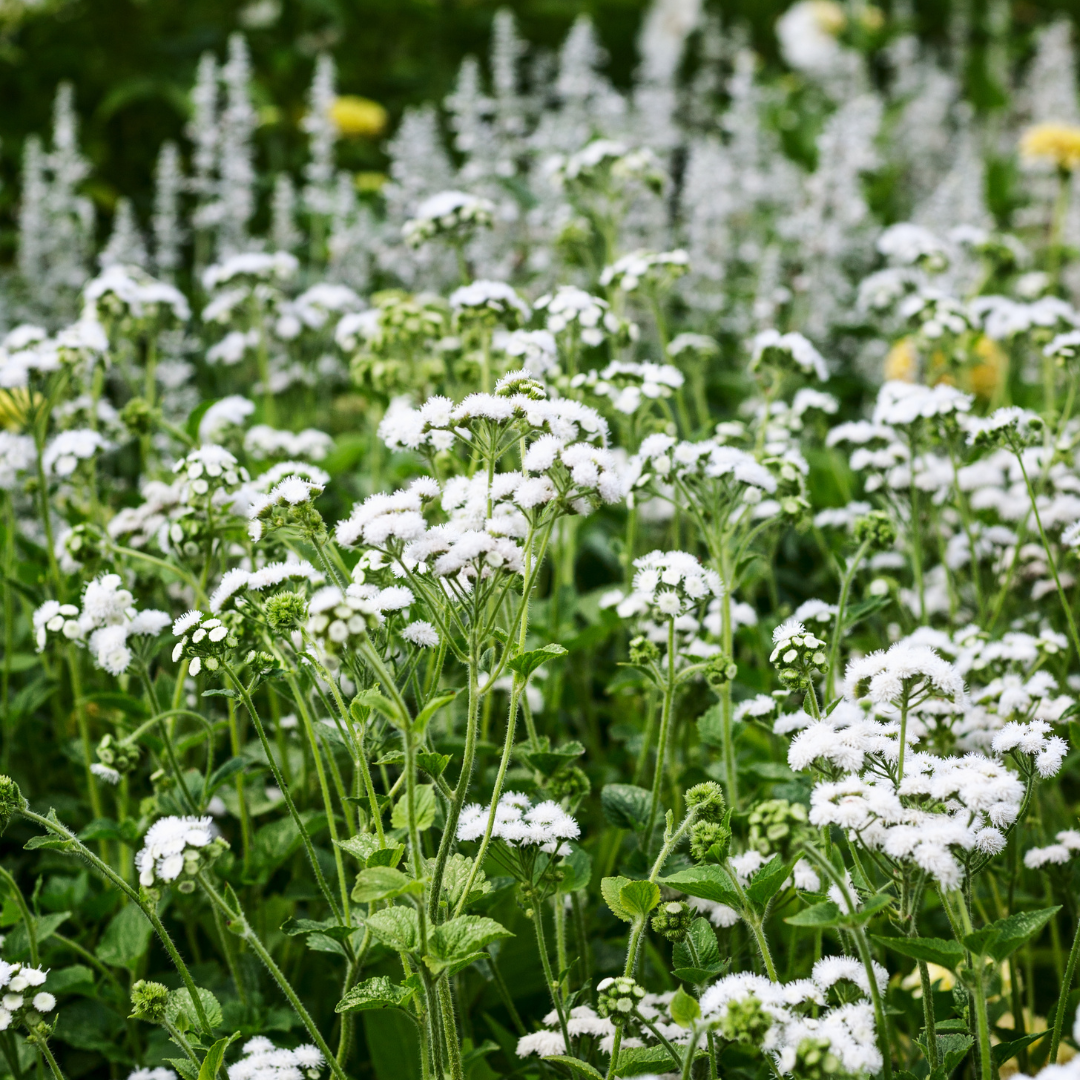 Ageratum - White Cutting