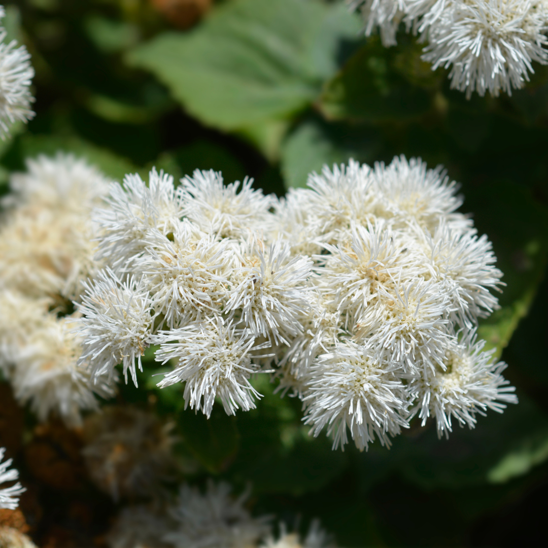 Ageratum - White Cutting