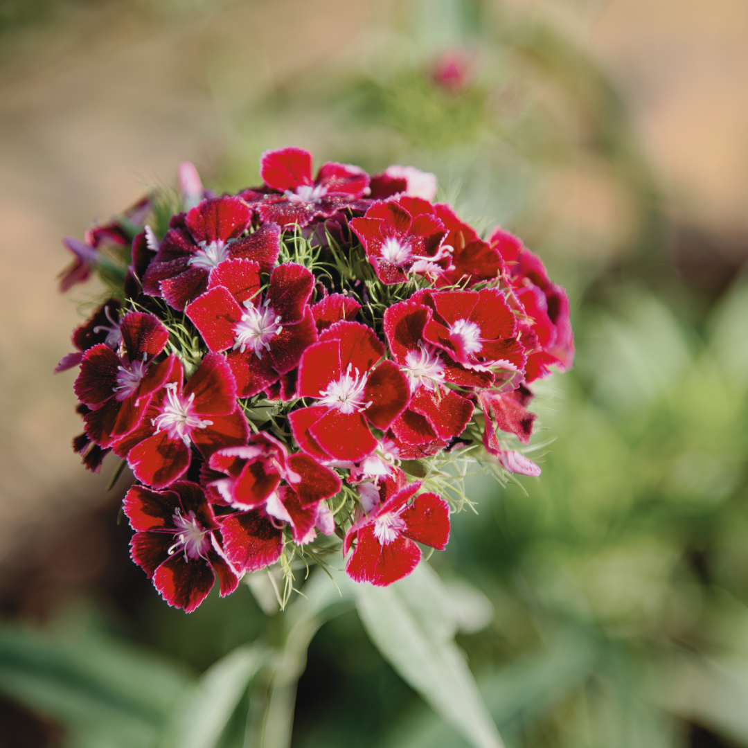 Borstnejlika - Diadem