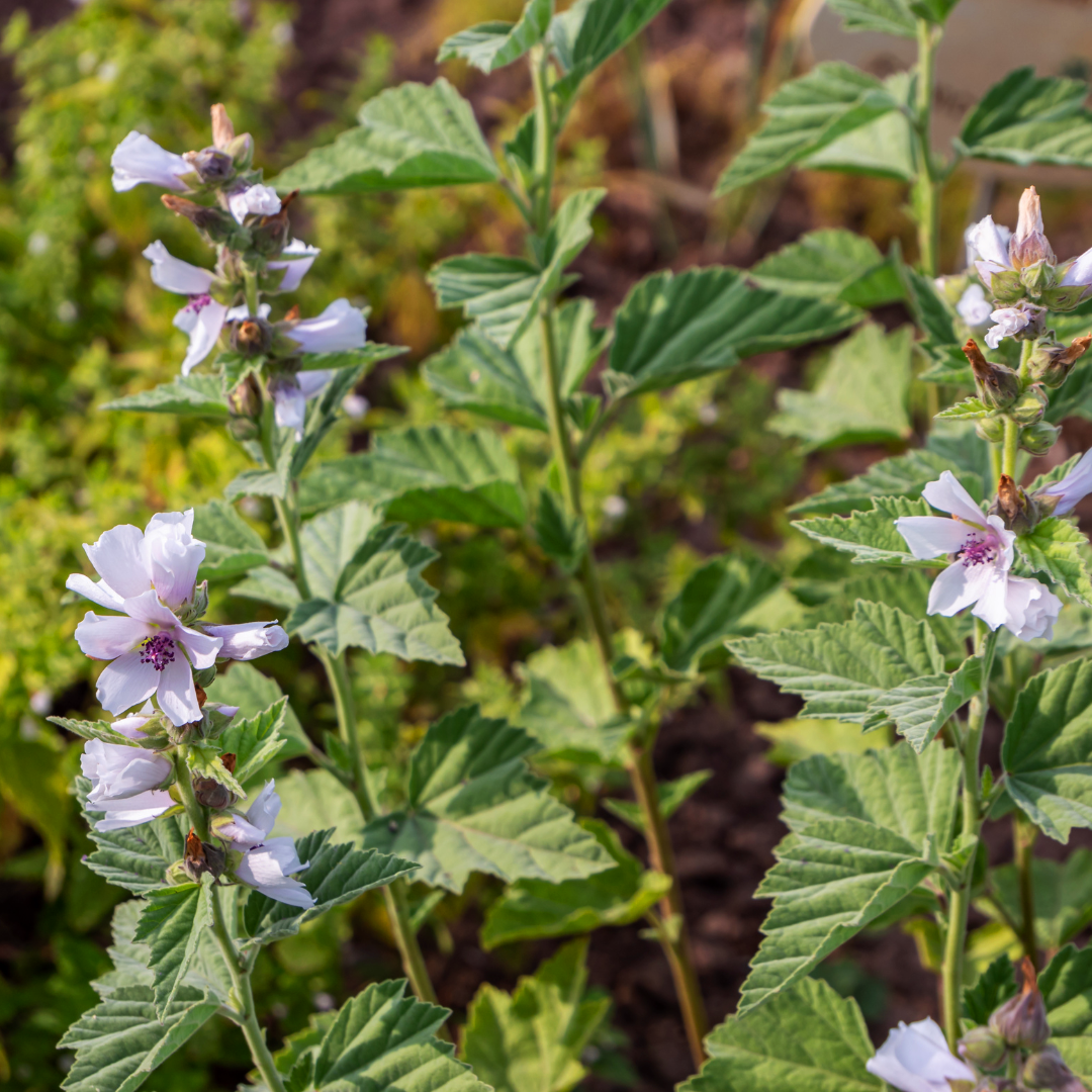 REA! Läkemalva - Marsh Mallow