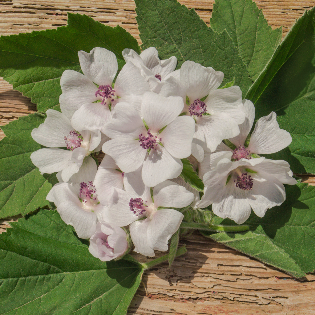 Läkemalva - Marsh Mallow