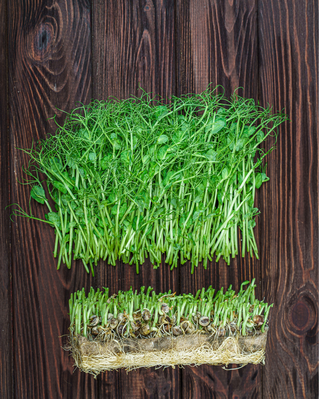 REA! Ekologisk Microgreen - Ärtskott - 3