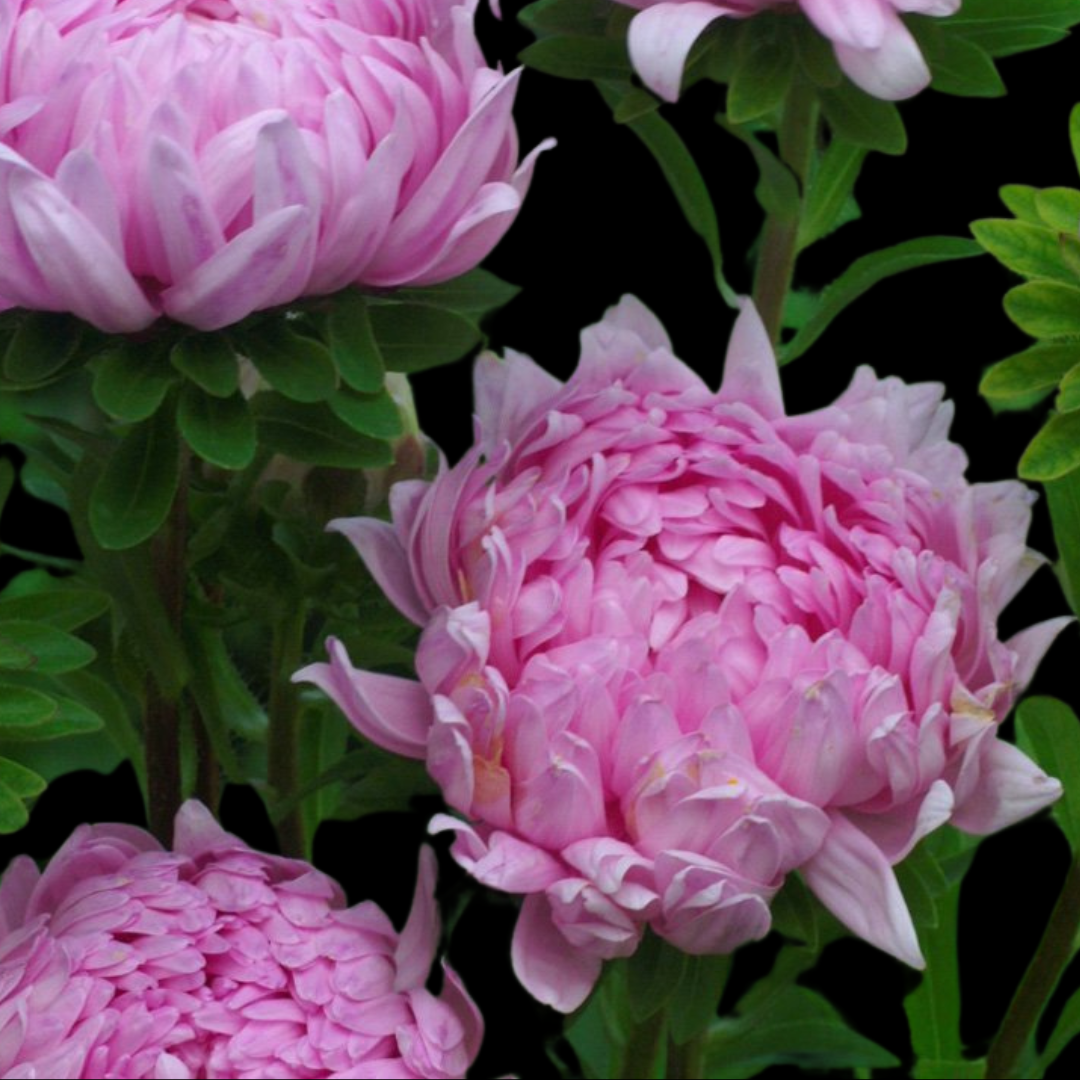 Sommaraster - Duchesse Coral Rose