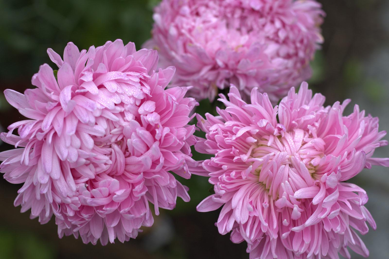 Sommaraster - Duschesse Delicate Pink
