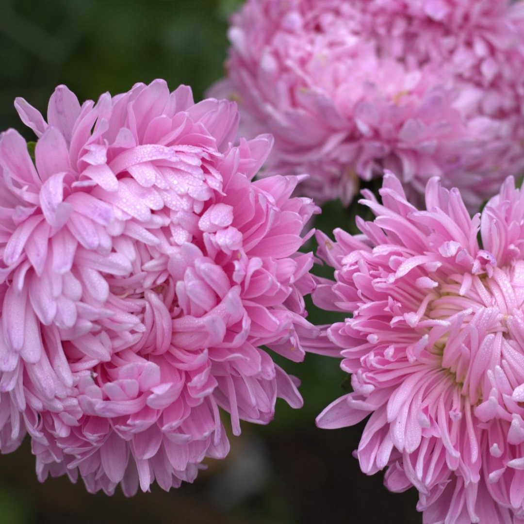 Sommaraster - Duschesse Delicate Pink