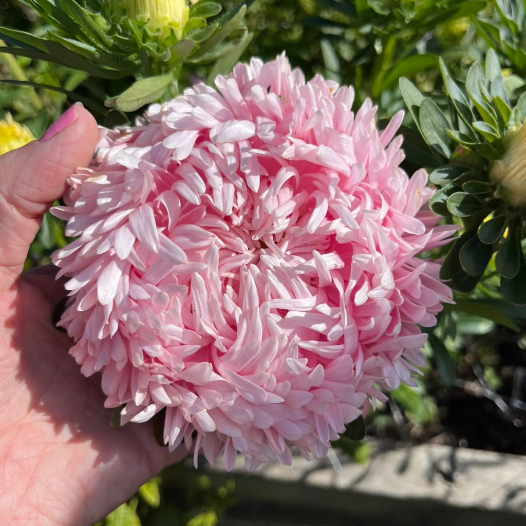 Sommaraster - Duschesse Delicate Pink - 3