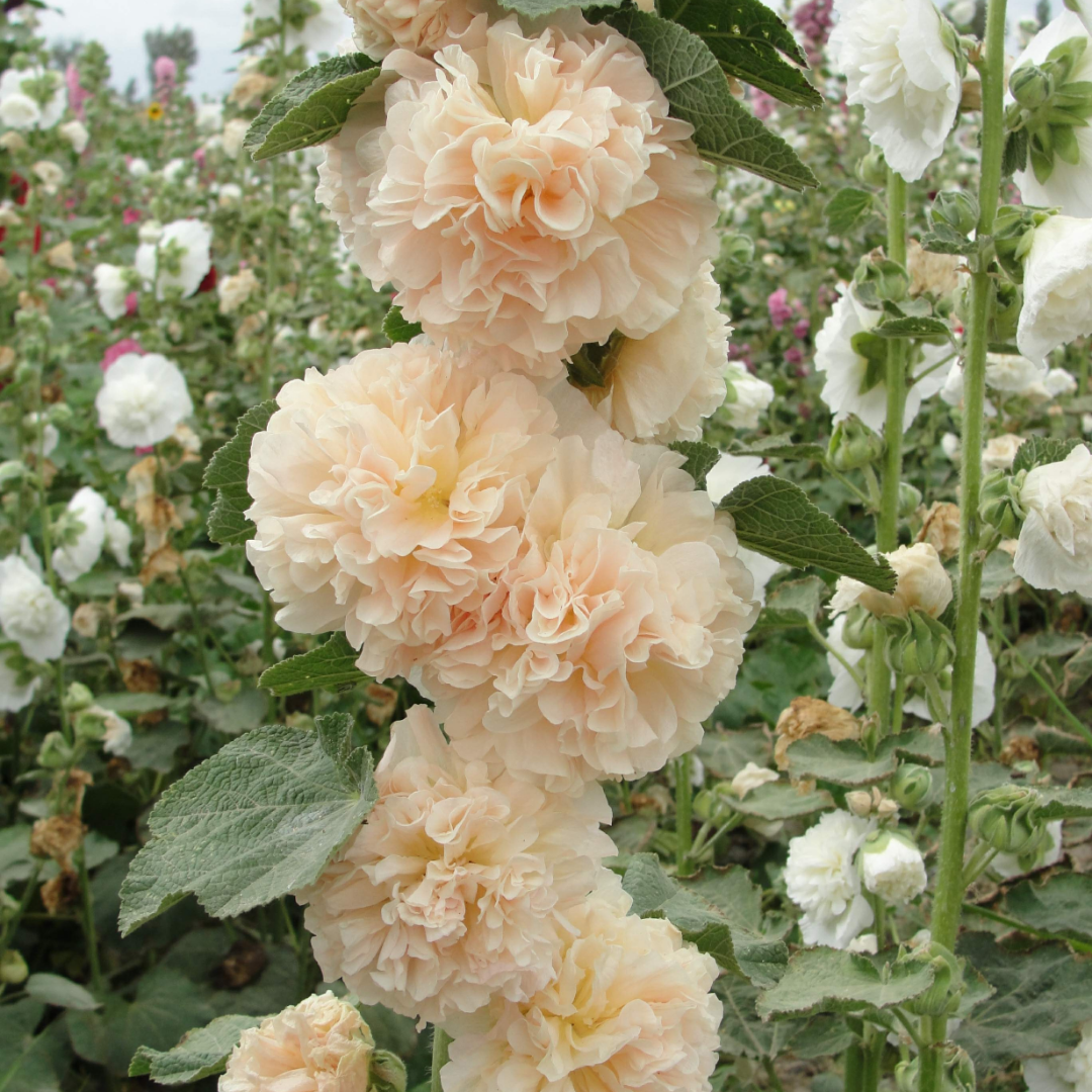 Stockros - Chaters Double Chamois Rose