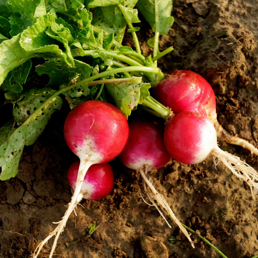 Rädisa - National 2