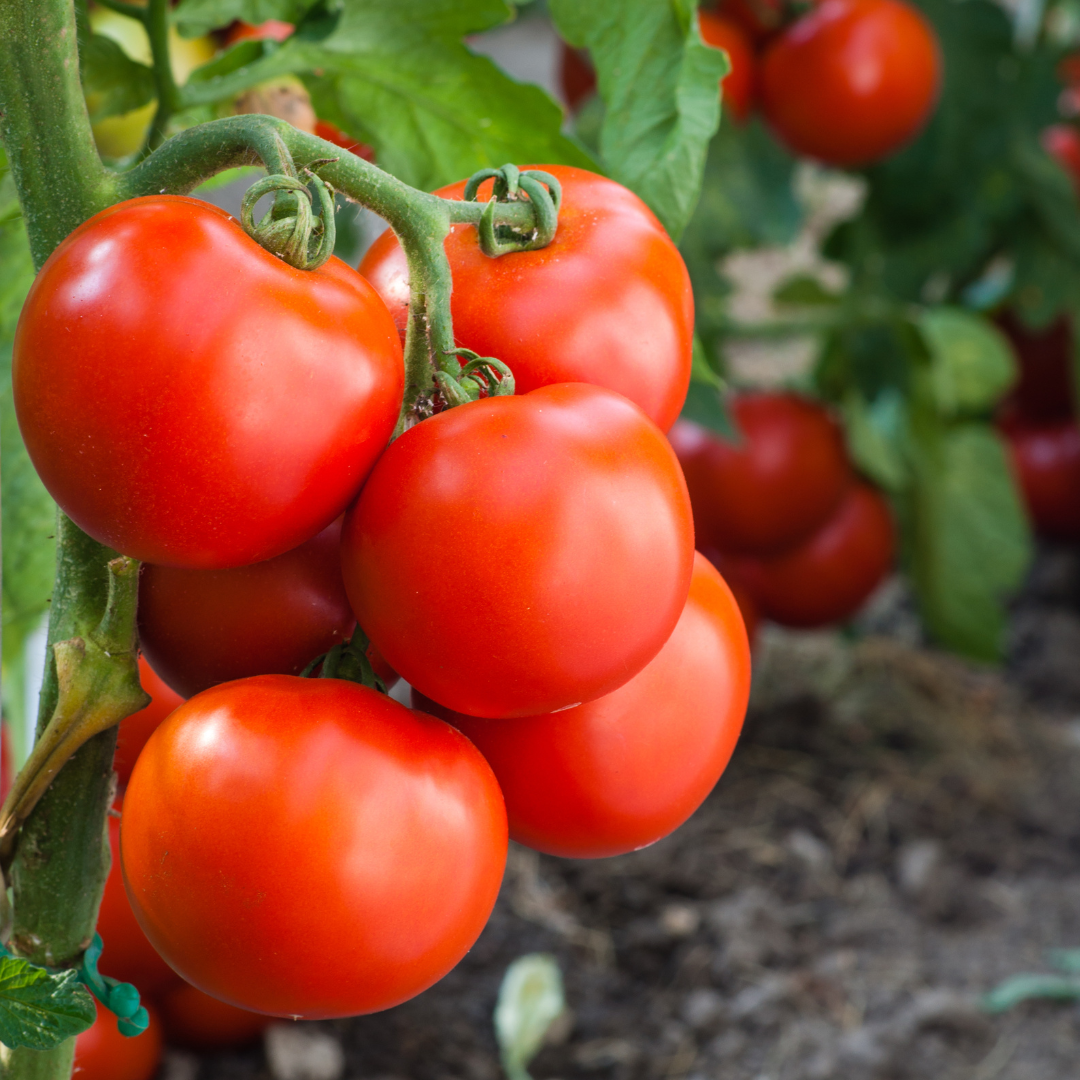 Ekologisk Busktomat - Jani - Kultursort