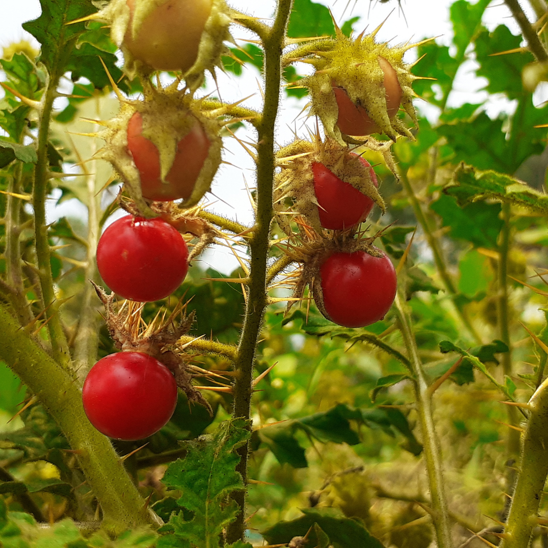 Ekologisk Litchitomat - Rött Sodomsäpple