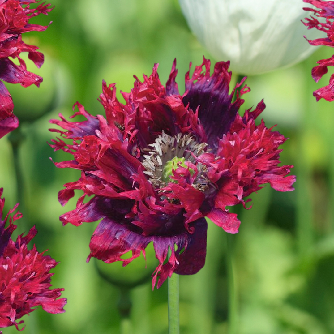 Fjädervallmo - Drama Queen