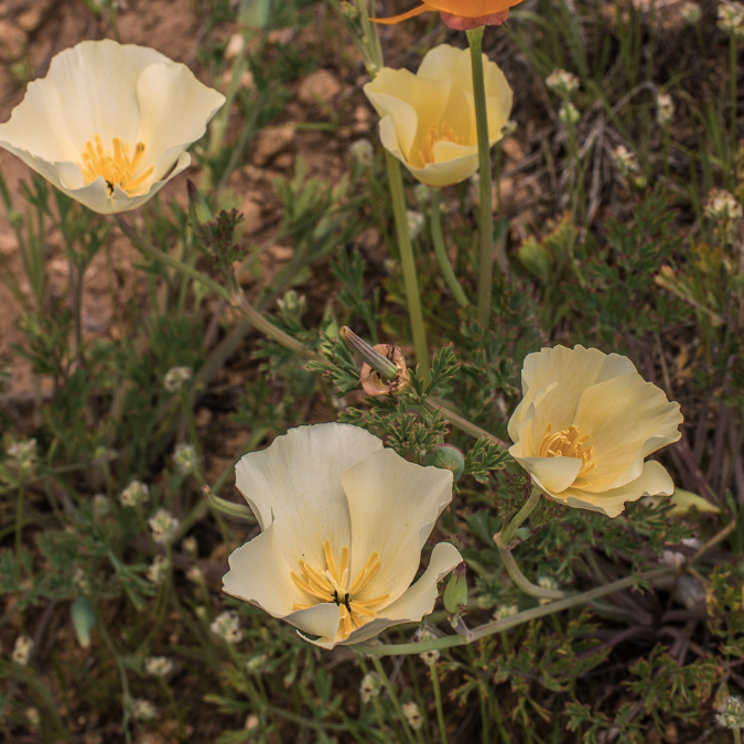 Sömntuta - Frilly Fun Peach