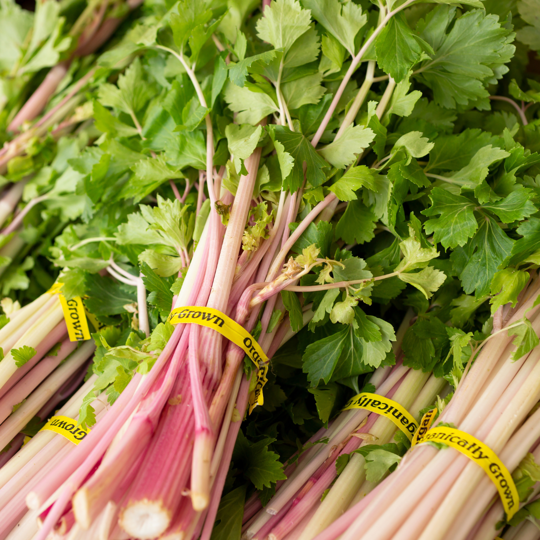 Stjälkselleri - Chinese Pink