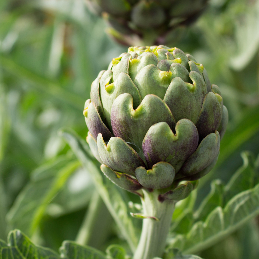 Kronärtskocka - Gros Vert de Laon - Kultursort