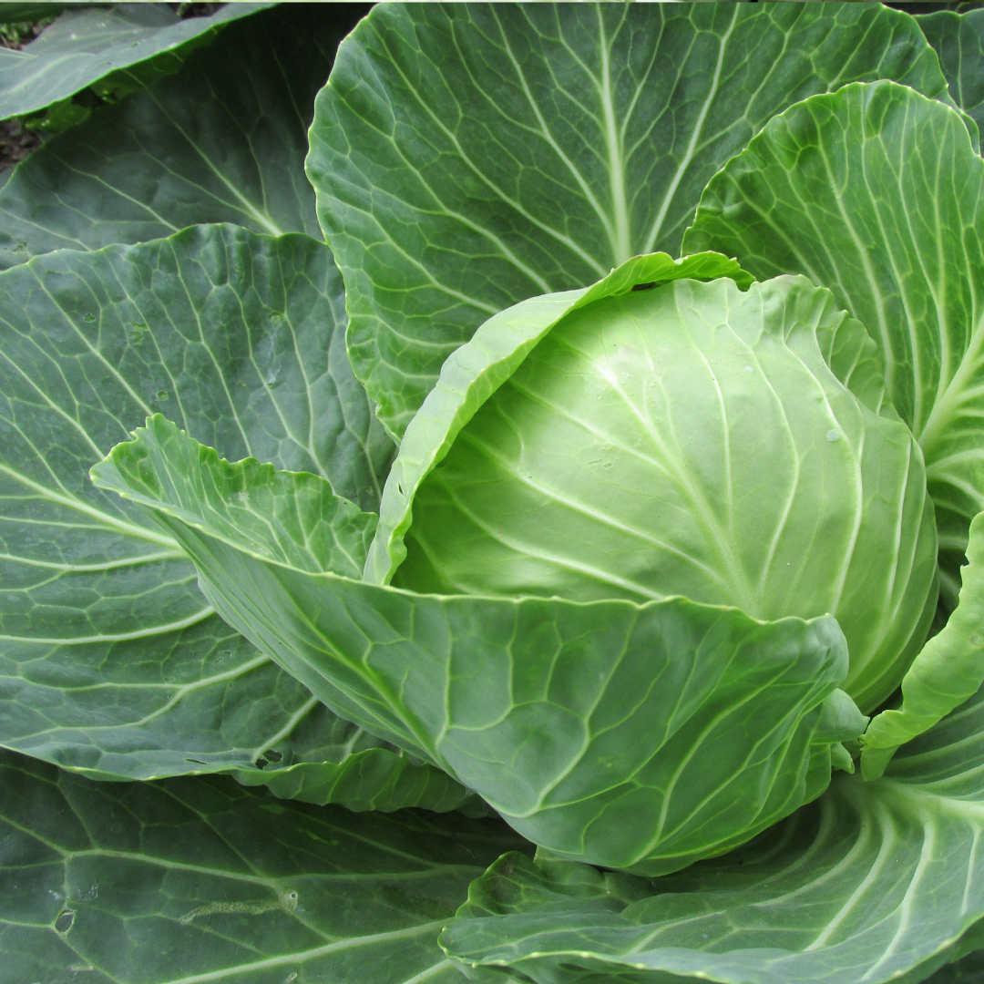 Vitkål - Copenhagen Market