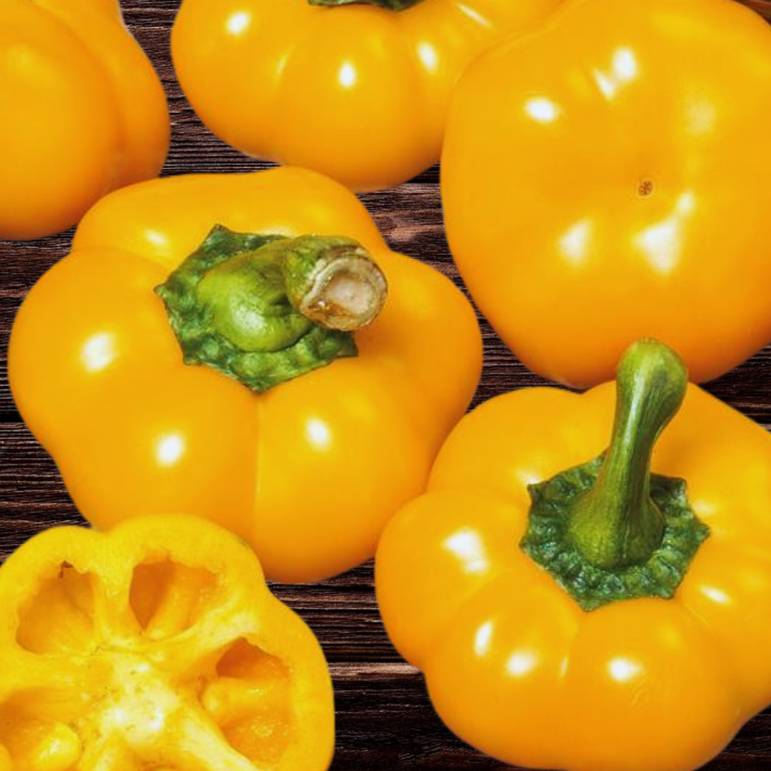 Paprika - Topepo Giallo - Kultursort