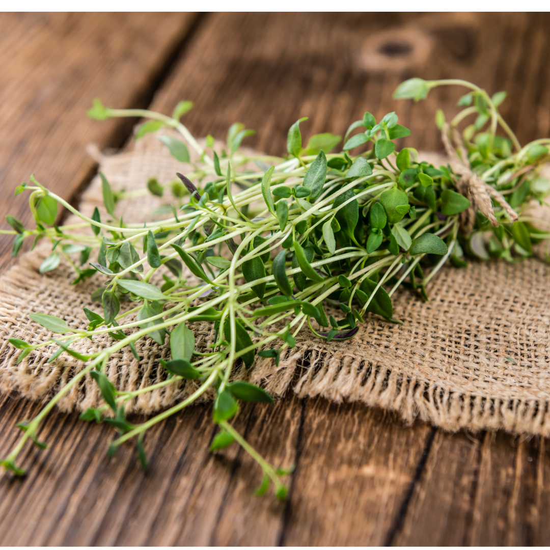 Ekologisk Kryddtimjan - German Winter