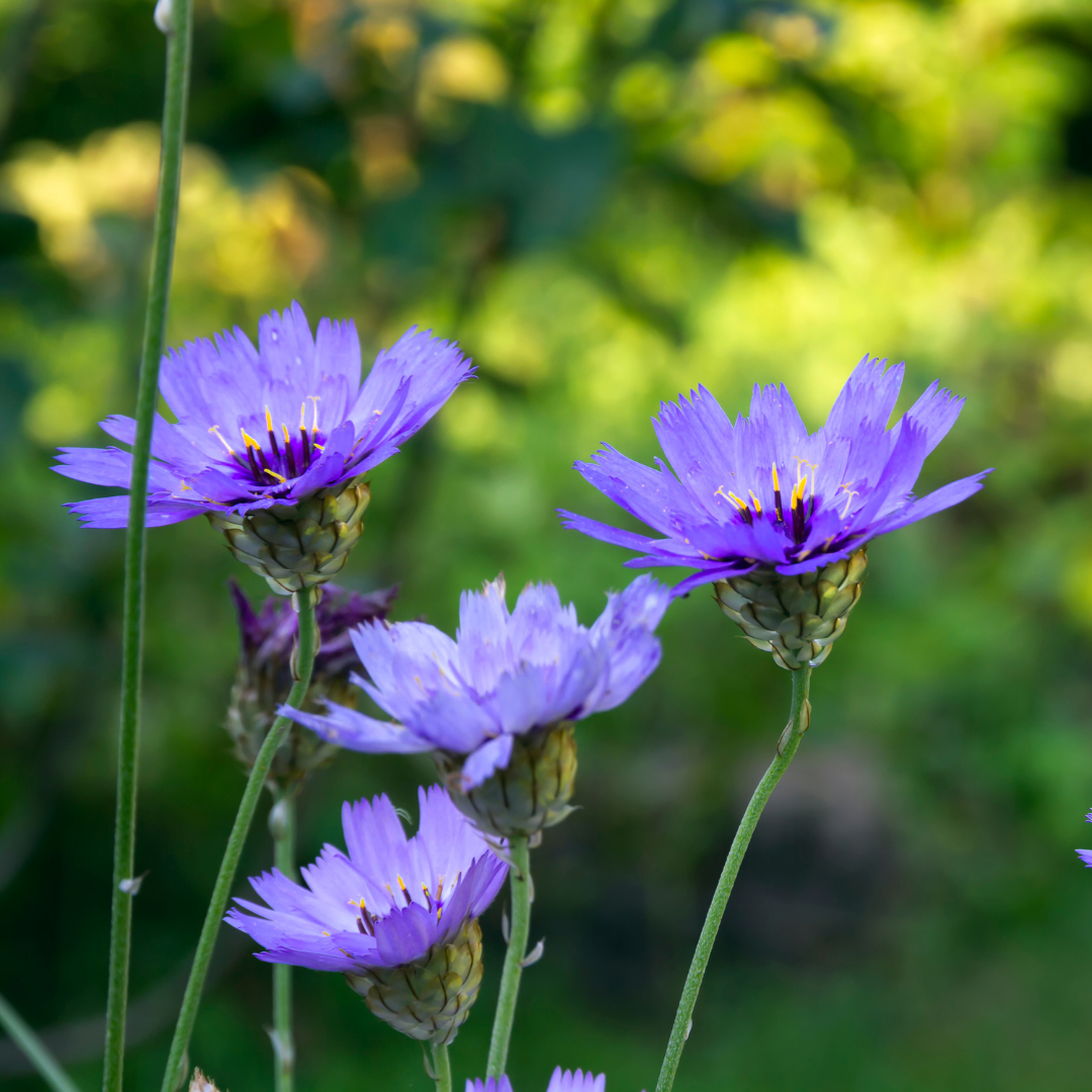 Blå Gräsfibbla - Amor Blue