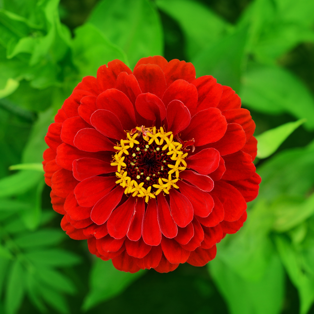 Zinnia - Super Yoga Red