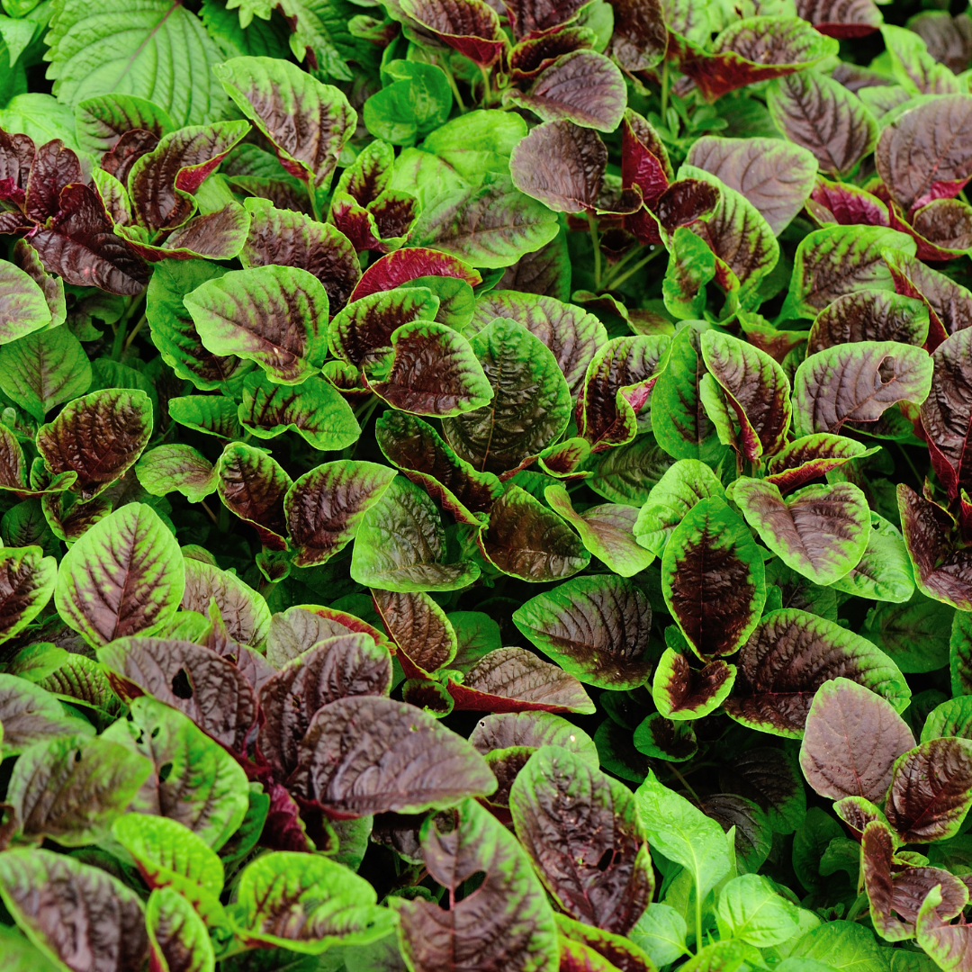 Ekologisk Amarant - Chinese Multicolor Spinach