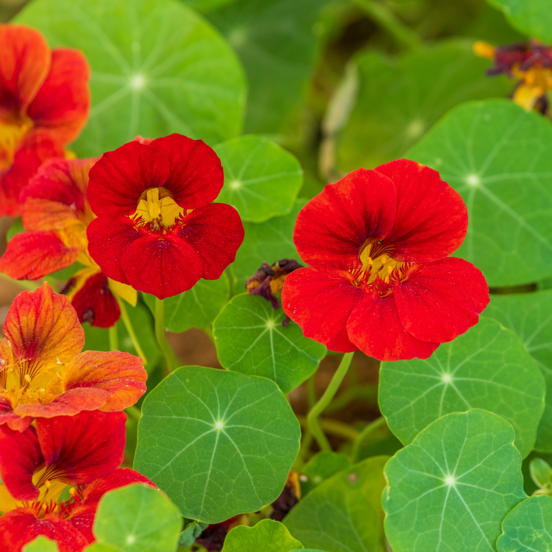 Slingerkrasse - Scarlet Gleam