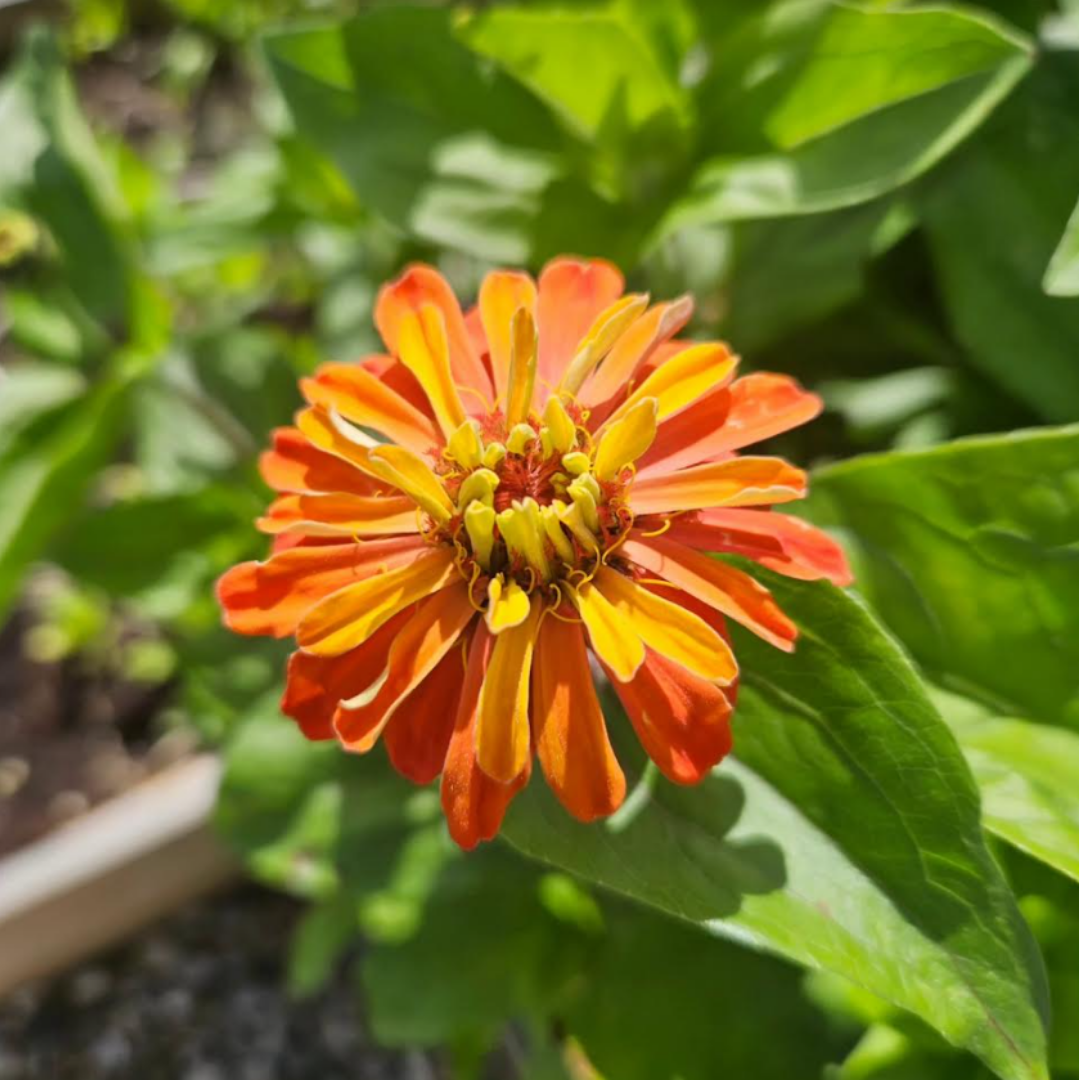 Zinnia - Glamour Girls