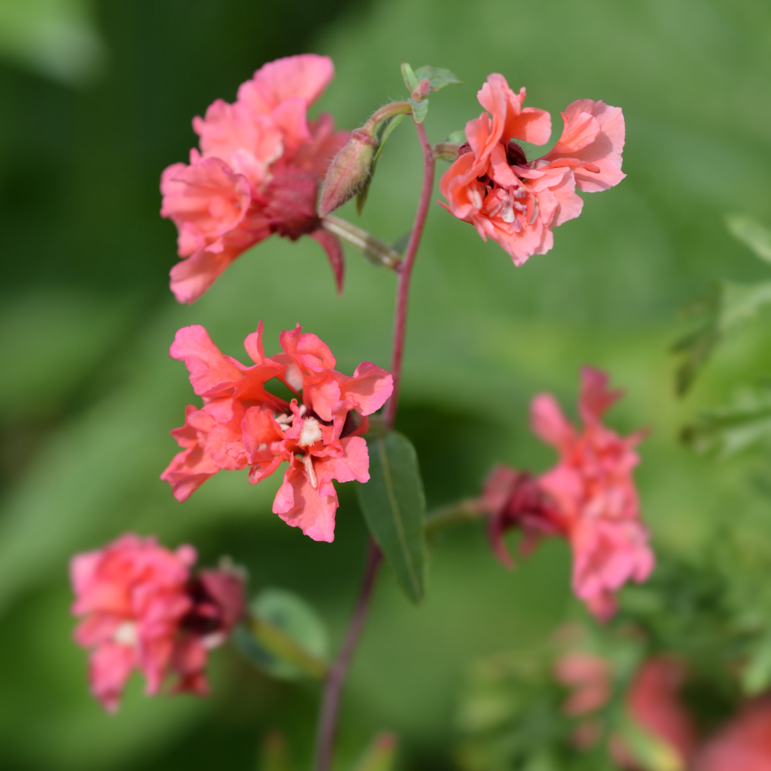 Clarkia - Salmon Rose