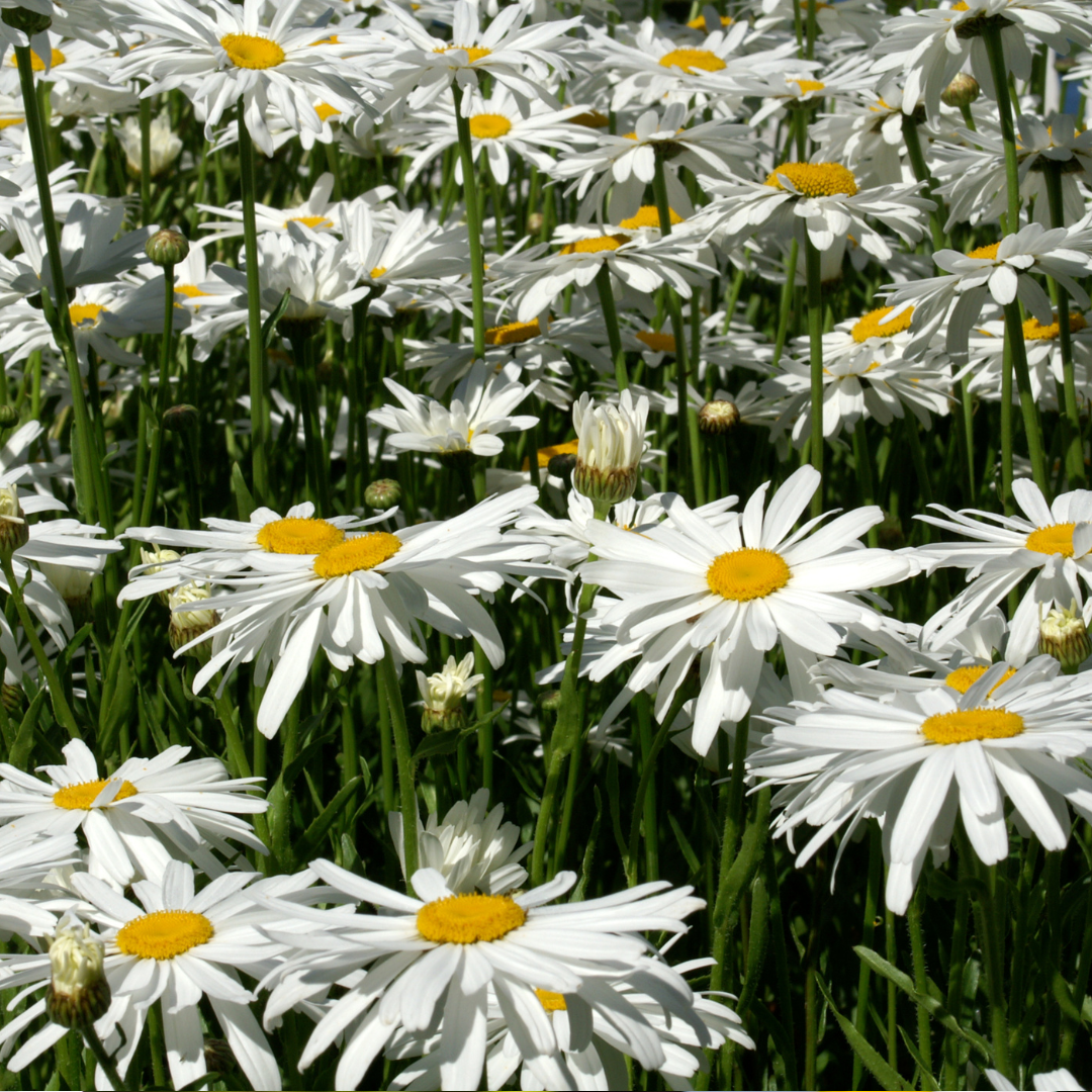 Jätteprästkrage - Mayfield Giants