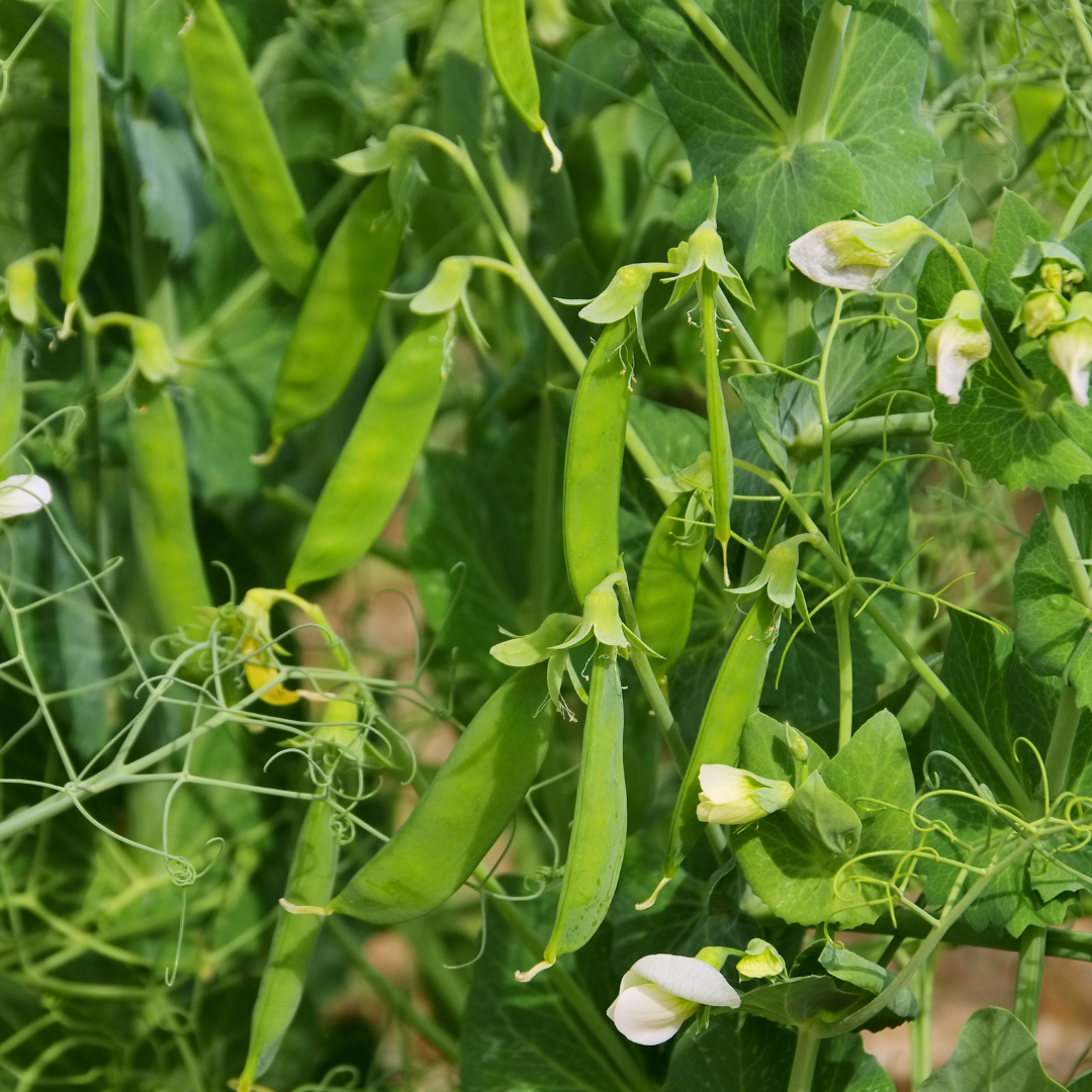 Ekologisk Sockerärt - Norli