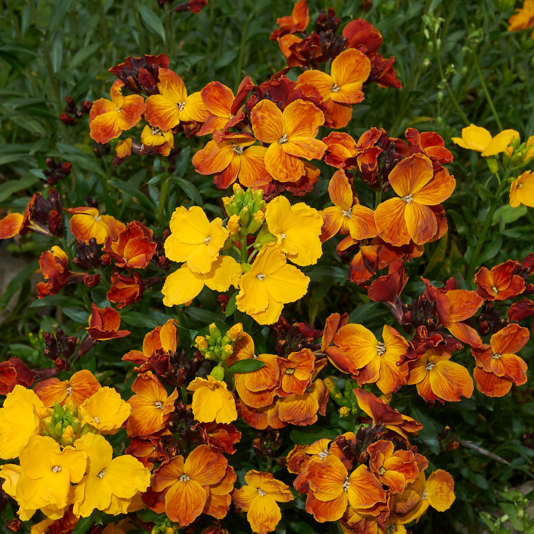 Gyllenlack - Bedder Mix - Siberian Wallflower