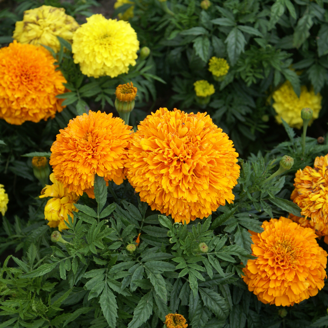 Stor Tagetes - Crackerjack