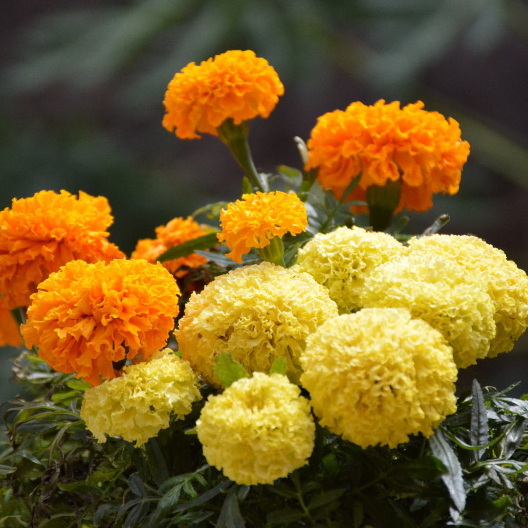 Stor Tagetes - Crackerjack