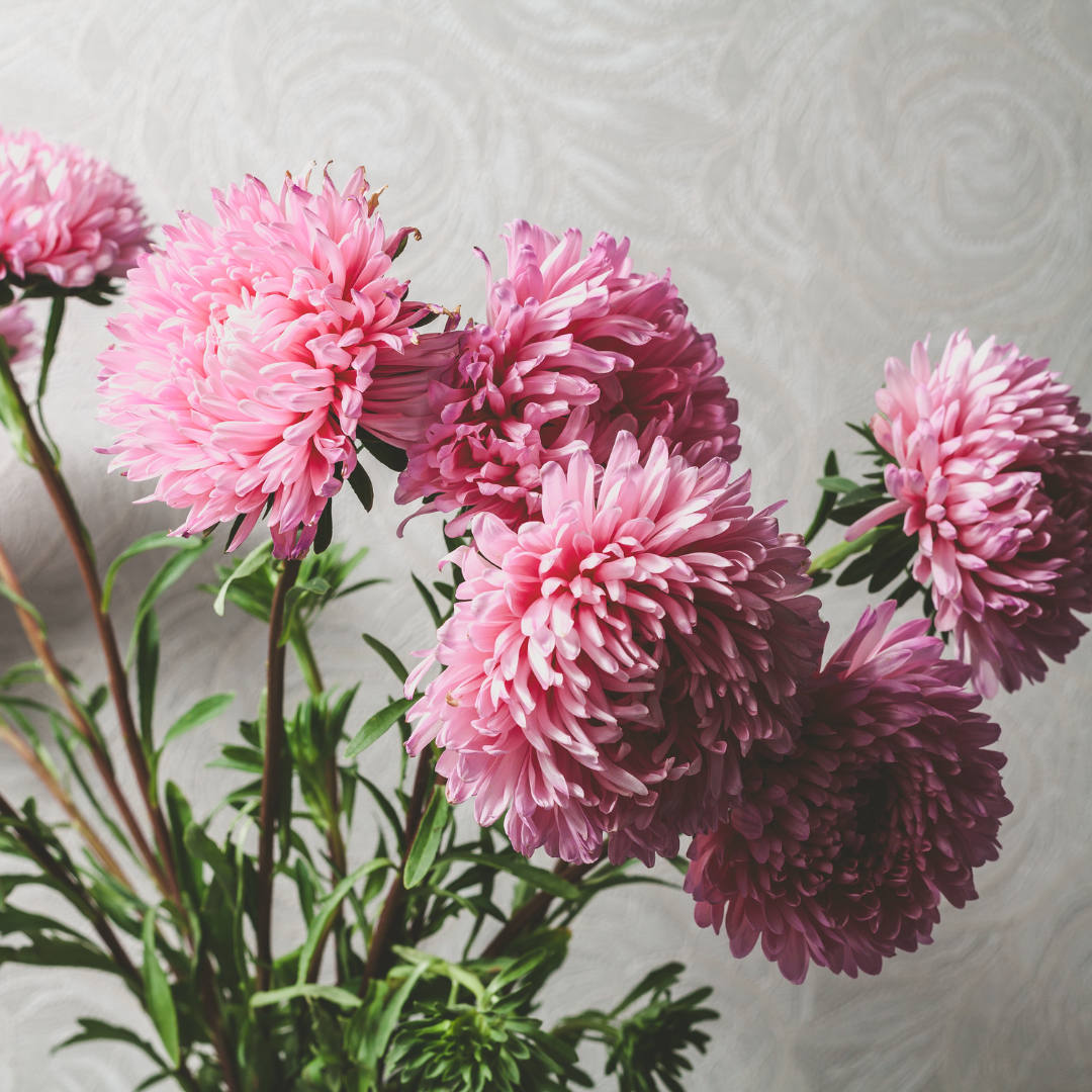 Pionaster - Bright Rose