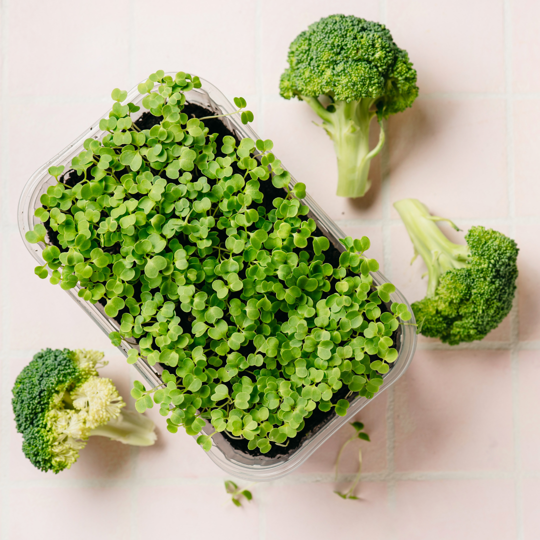 Ekologisk Microgreen - Broccoli - Raab