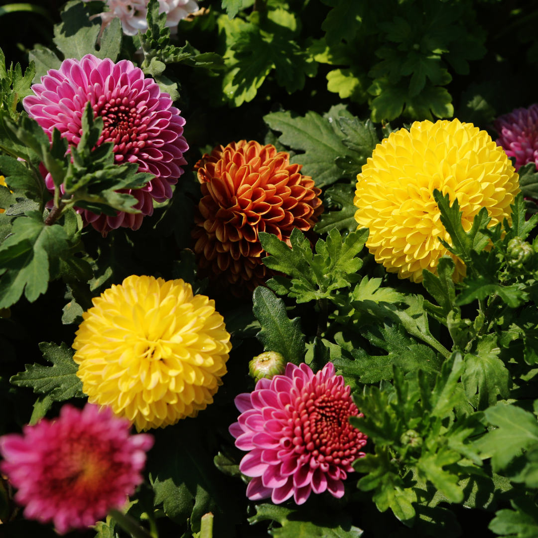 Dahlia - Pompon Mix
