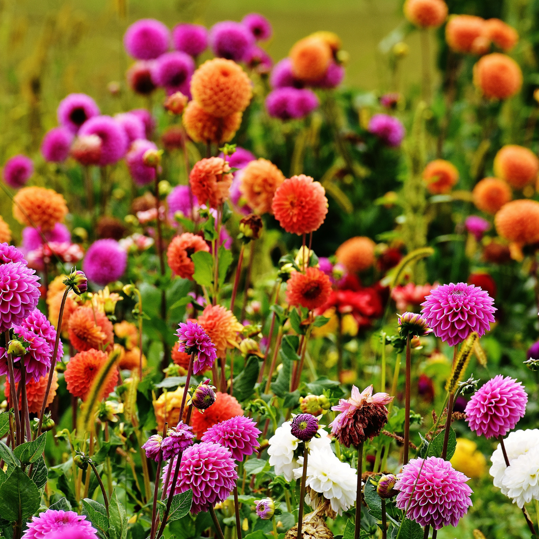 Dahlia - Pompon Mix - 3