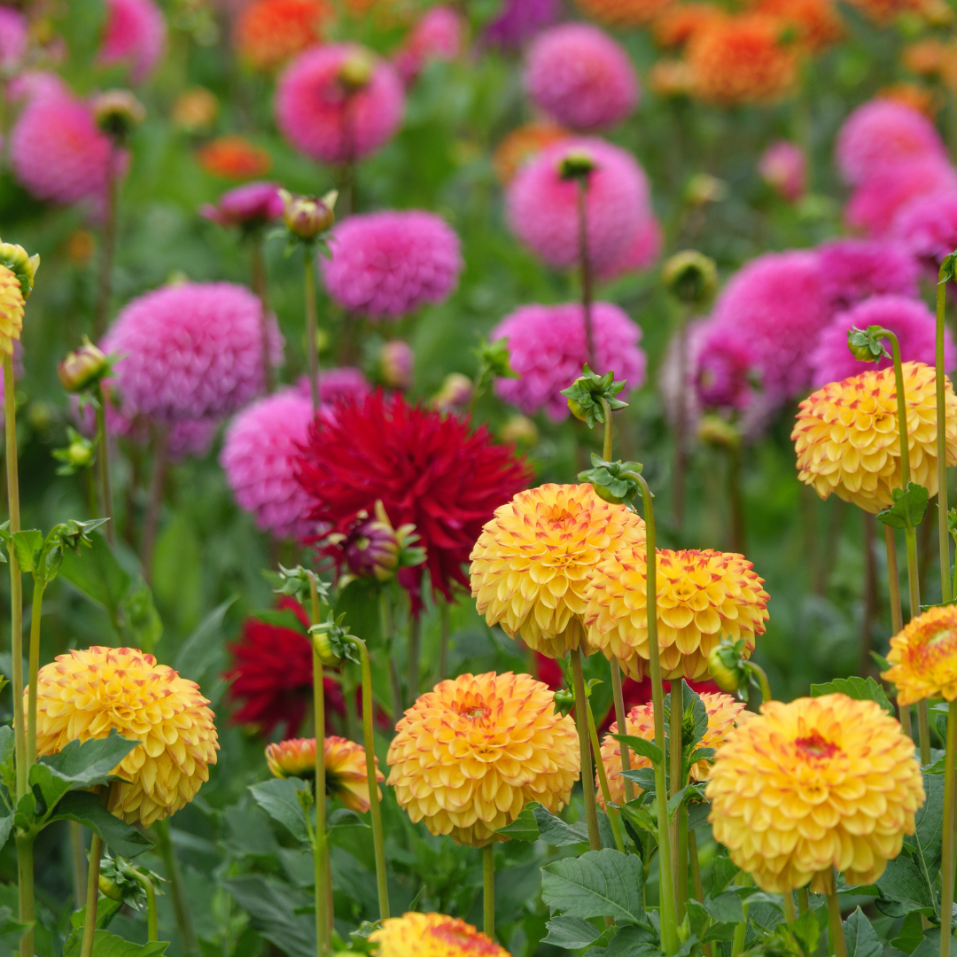Dahlia - Pompon Mix