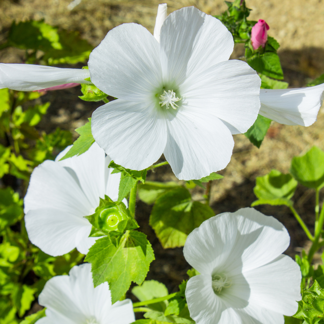 Praktmalva - Vit