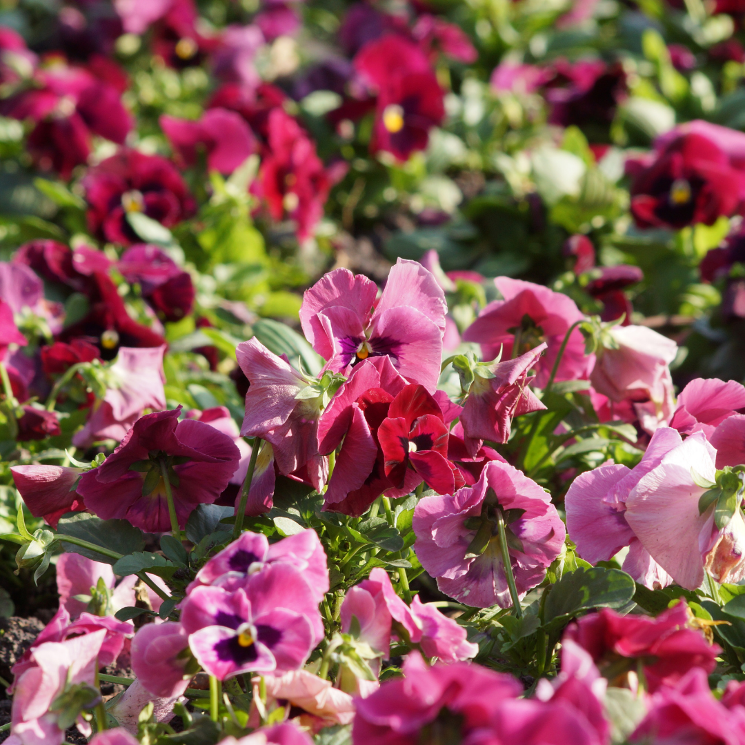 Pensé - Swiss Giants Laura