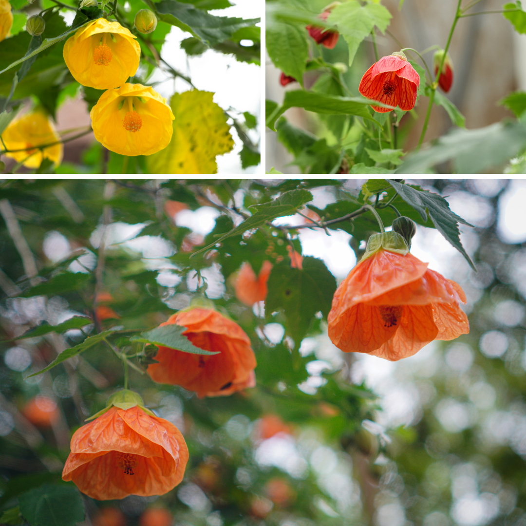 Klockmalva - Bellvue Mix